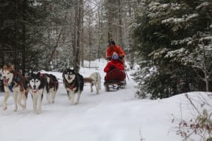 Balade en traîneau à chiens à Arundel dans les Laurentides, près de Mont-Tremblant