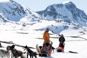 Safari en chiens de traîneau près du parc national de Jotunheimen à partir de Randsverk