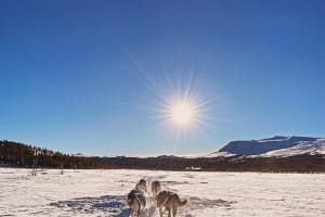 Nuit en camping et chiens de traîneau dans le parc national de Jotunheimen à partir de Randsverk