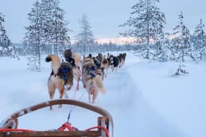 Safari en trineo de perros por la naturaleza salvaje de Laponia, con salida desde Rovaniemi