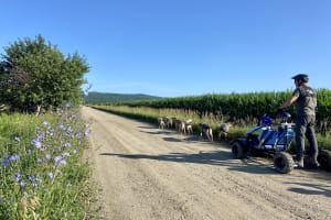 Cani-Kart-Ausflug von Montreal mit Besuch einer lokalen Brennerei