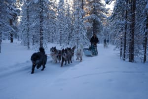 Excursions en chiens de traîneau au départ d'Ivalo