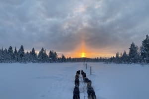 Excursion d'une demi-journée en chiens de traîneau à Svappavaara, près de Kiruna