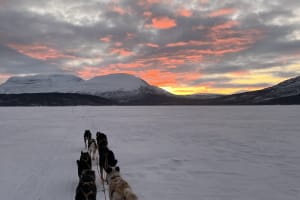 Afternoon Self-Drive Dog Sledding Safari in Skibotn Valley from Tromsø