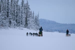Chasse aux aurores boréales en chien de traîneau dans la Taïga, près de Kiruna
