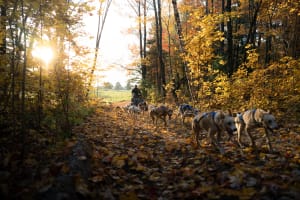 Cani-Kart-Fahrt mit Schlittenhunden und Besuch des Zwingers in Saint-Liguori, in der Nähe von Montreal