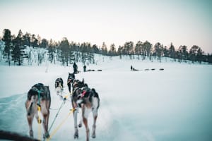 Excursión familiar en Trineo de perros en Malangen, cerca de Tromsø