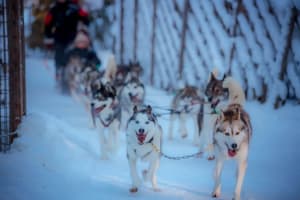 Paseo en trineo tirado por huskies y renos en Rovaniemi