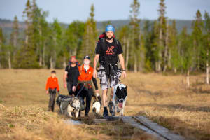 Wandern mit Huskies in Bakvattnet, Provinz Jämtland