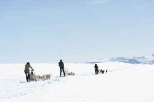 Beginner Self-drive Dog Sledding Excursion in Kvaløya from Tromsø
