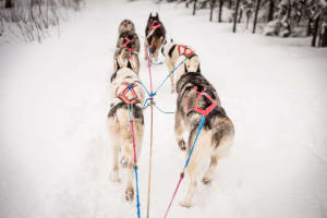Excursion de conduite de chiens de traîneau à Fairbanks en Alaska