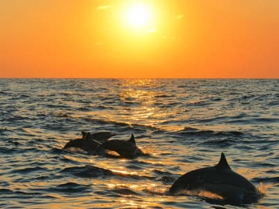 Frühmorgendliche Wal- und Delfinbeobachtungs-Safari, Insel Mayotte