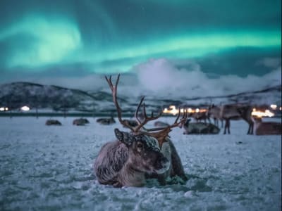 Abendliche Rentierschlittenfahrt in Tromsø mit lokalem Abendessen