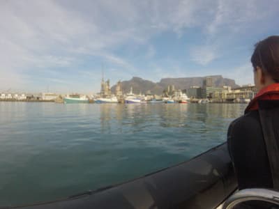 Table Bay Safari from the V&A Waterfront harbour in Cape Town