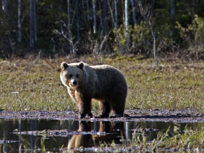 Excursión para observar osos en Kuusamo, Finlandia