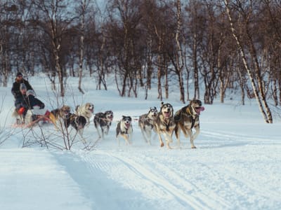 Guided Dog Sledding Safari from Kirkenes