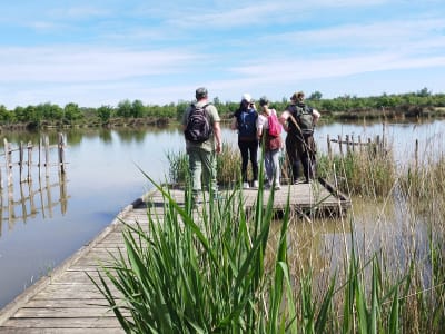 Recorrido natural por las marismas de Vigueirat, en Camarga