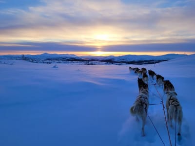 Übernachtung im Lavvo Camp und Mushing Expedition in Kopperå bei Trondheim