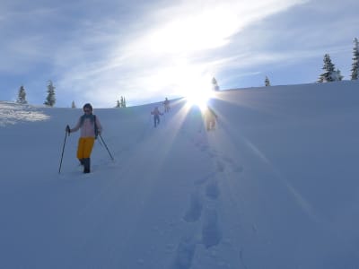 Experiencia con raquetas de nieve en los Alpes vieneses