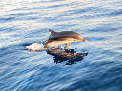 Excursion en bateau à la rencontre des dauphins depuis Taormine, Sicile