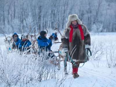 Excursion d'une journée en traîneau à rennes au départ de Tromsø