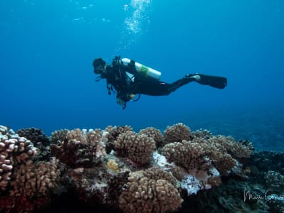 Adventure Dives in Bora Bora