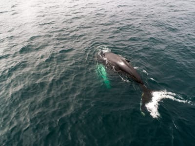 Observation des baleines et sciences dans la baie de Skjálfandi depuis Húsavík, Islande