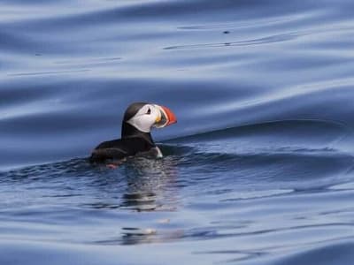 Puffin Sightseeing Boat Tour around Nólsoy from Tórshavn in the Faroe Islands