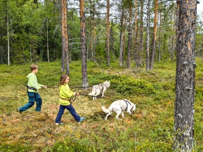 Randonnée avec les Huskies de Strömsund dans le comté de Jämtland