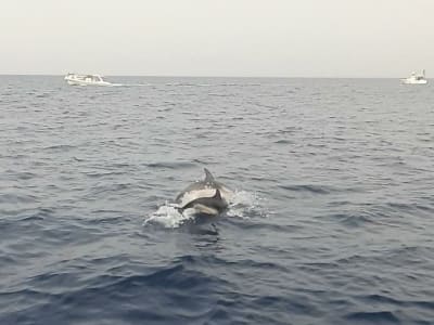 Dolphin Watching and Aperitif from Giardini Naxos, Taormina