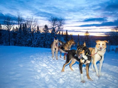 Excursión nocturna en trineo tirado por perros en Kopperå, cerca de Trondheim