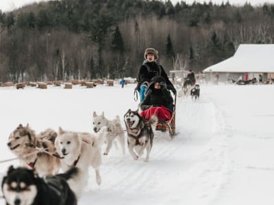 Trineo de perros en la región de Lanaudière, con salida de Montreal