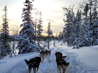 Self-Drive Dog Sledding Excursion with Outdoor Lunch in Kopperå near Trondheim