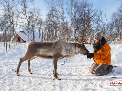 Cultura sami y experiencia con renos en Kilpisjärvi, Enontekiö