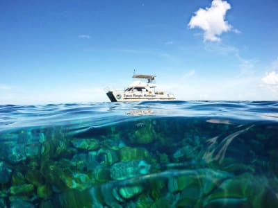 Combo baptême de plongée et snorkeling aux Trois-Îlets, Martinique