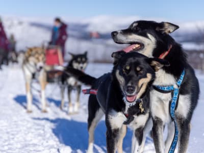 Excursion familiale privée en traîneau à chiens au départ de Kiruna