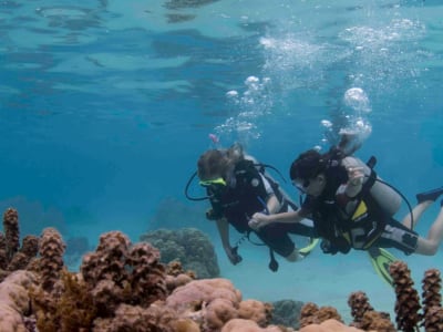 Descubra el submarinismo en Tahití