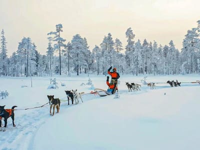Safari en Trineo de Perros Autodirigido por la Laponia Finlandesa desde Rovaniemi