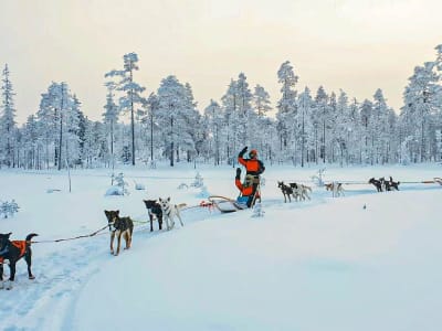 Safari en chiens de traîneau en Laponie finlandaise au départ de Rovaniemi