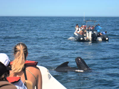 Avistamiento de delfines y ballenas en Sesimbra cerca de Lisboa