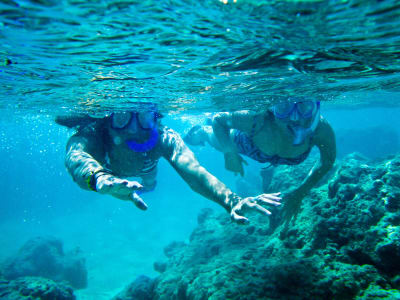 Schnorcheln in der Sharks Cove von Kailua, O'ahu aus