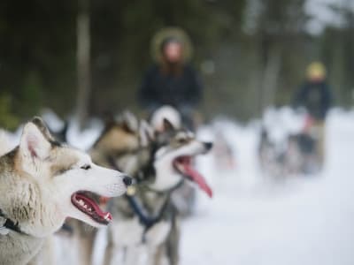 Visita a una granja de huskys y trineo tirado por perros desde Rovaniemi