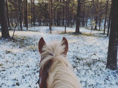 Excursion à cheval sur une piste avancée à Saariselkä