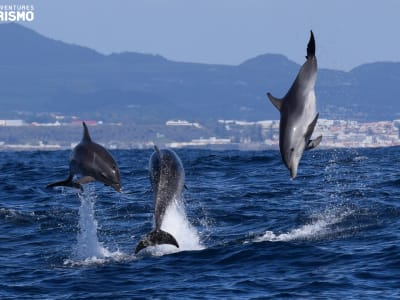 Observation des baleines au départ de Ponta Delgada à São Miguel, Açores