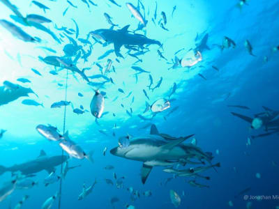 Shark-baited freediving on the Umkomaas coast, near Durban