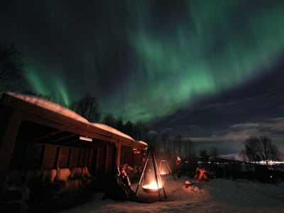 Visita a una residencia de huskies y cena bajo la aurora boreal en Tromsø