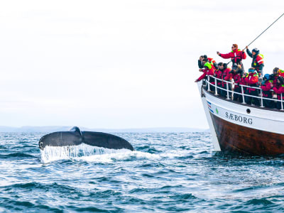 Papageientaucher und Walbeobachtung von Húsavík, Island