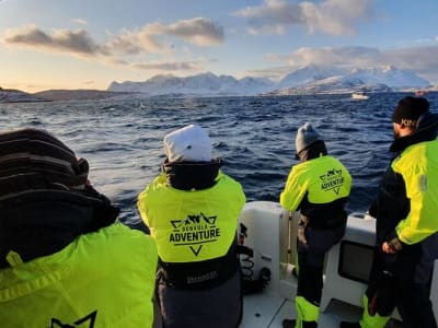 Safari privado por los fiordos y la fauna salvaje desde Skjervøy