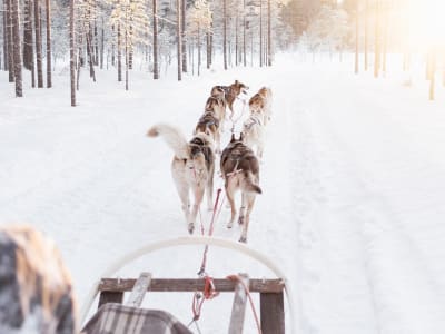 Safari familial en traîneau à chiens dans la nature sauvage de Dalarna au départ d'Enviken