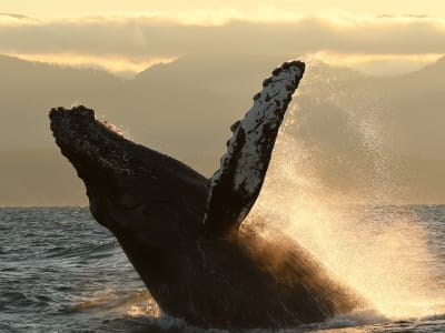 Observation des baleines au coucher de soleil depuis Victoria, île de Vancouver